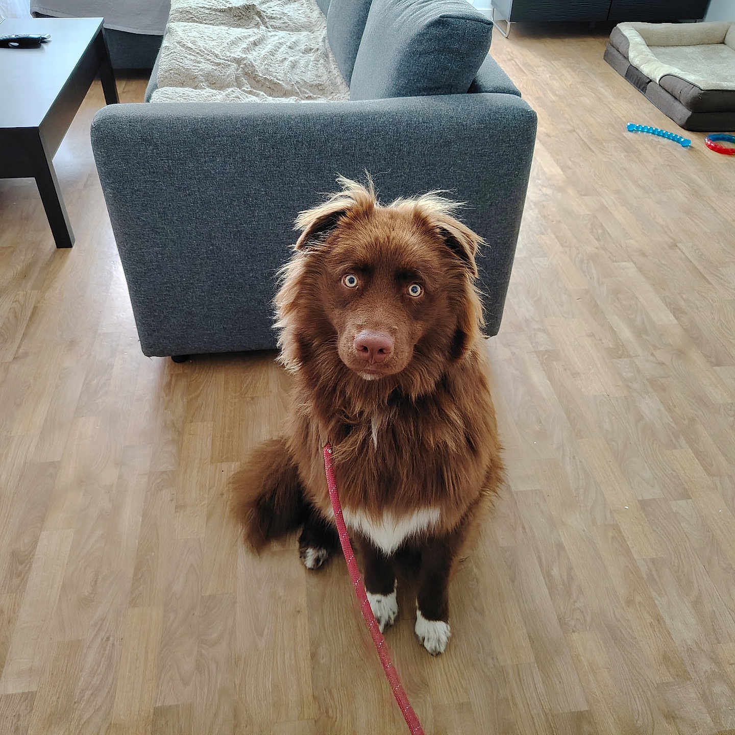 Alfi a rejoint le concours — aidez-le/la à gagner de superbes lots ! dog, brown_dog, blue_eyes, leash, wooden_floor, living_room, couch, dog_bed, toy, pet, furniture, indoor, floor, canine, house, domestic_animal, animal, cute, sitting, alert