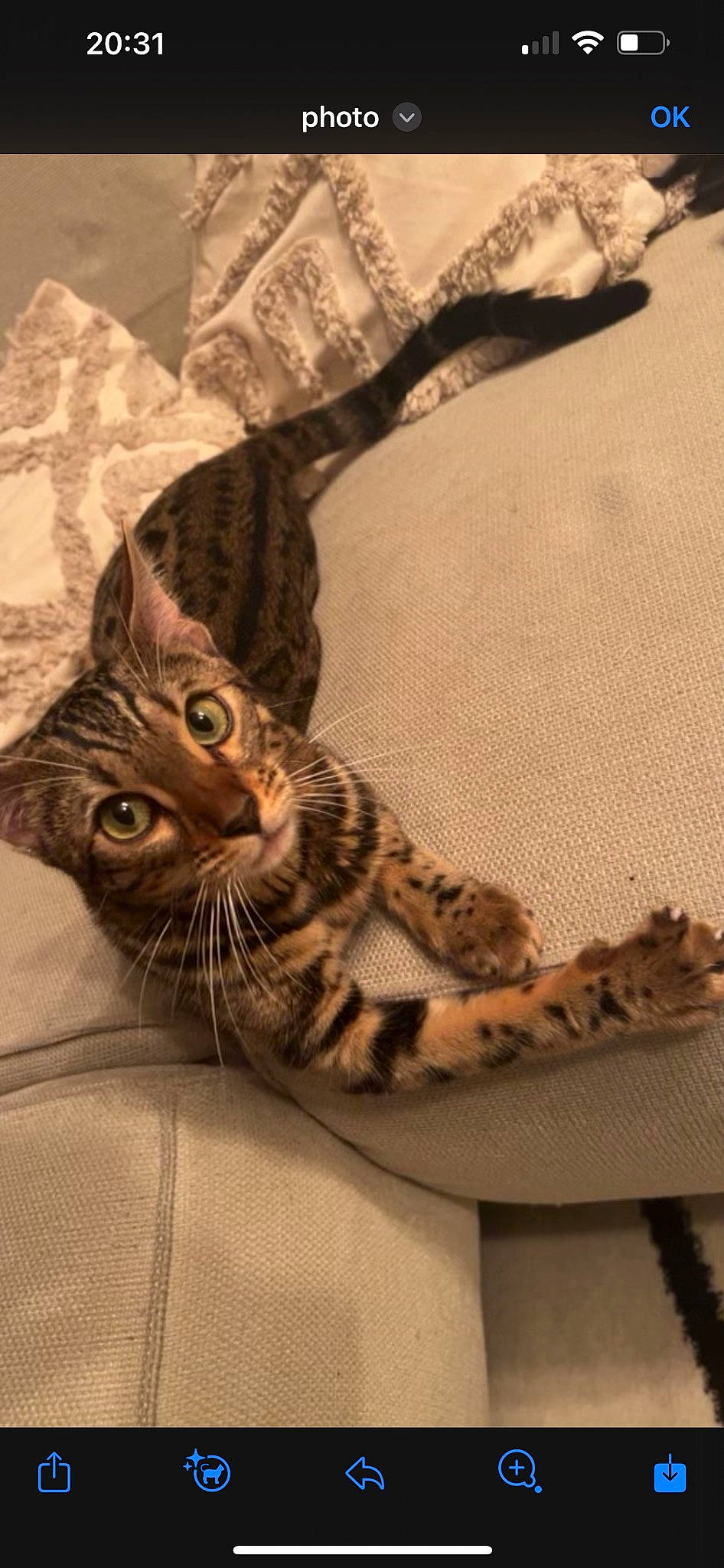 Akira participe au concours pour gagner de l'argent avec cette photo : carnivore, cat, claw, comfort, domestic_short_haired_cat, fawn, feather, felidae, fur, grey, linens, pattern, paw, small_to_medium_sized_cats, snout, tail, terrestrial_animal, whiskers, wildlife, wood