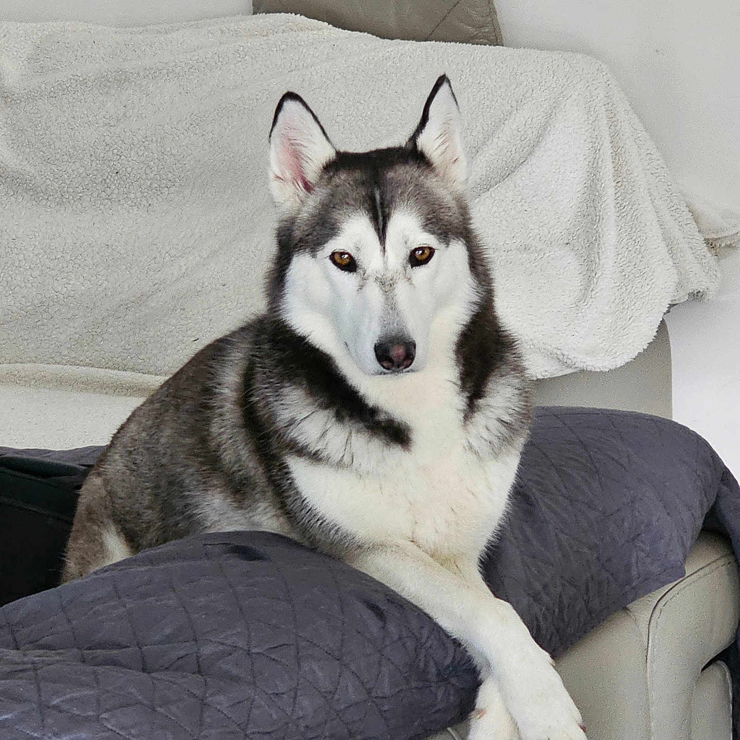 Rafale participe au concours pour gagner de l'argent avec cette photo : animal, blanket, canine, couch, crossed_paws, dog, domestic, ears, face, fur, home, husky, indoor, looking, mammal, paw, pet, quiet, relaxed, sitting