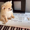 dog, puppy, keyboard, piano, musical_instrument, fluffy, indoor, pet, small_dog, white, keys, electronic_keyboard, cute, animal, furniture, wood, music, playing, sitting, curious