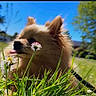 dog, pomeranian, grass, flower, nature, sunny, outdoor, blue_sky, pet, cute, tongue_out, small_dog, fluffy, greenery, summer, animal, leash, playful, daylight, closeup