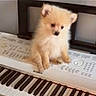 puppy, dog, keyboard, electronic_piano, musical_instrument, pet, fluffy, cute, small_dog, indoors, animal, white_keyboard, keys, sitting, young_dog, fur, brown, music, household, calm