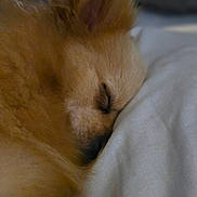 Belle participe au concours pour gagner de l'argent avec cette photo : dog, sleeping, close_up, fluffy, golden, pet, animal, fur, pillow, rest, calm, indoor, cozy, peaceful, cute, mammal, portrait, relaxation, snout, ear