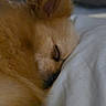 dog, sleeping, close_up, fluffy, golden, pet, animal, fur, pillow, rest, calm, indoor, cozy, peaceful, cute, mammal, portrait, relaxation, snout, ear