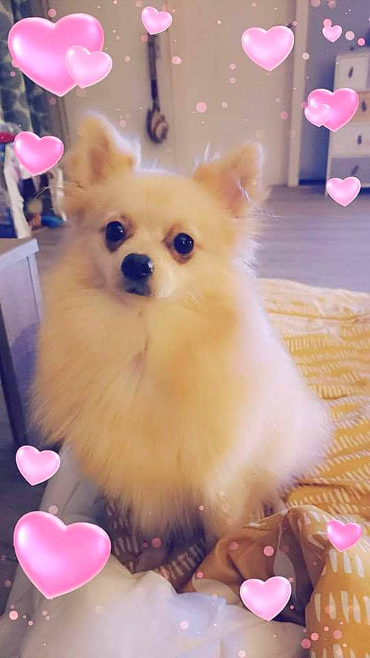 Belle a rejoint le concours — aidez-le/la à gagner de superbes lots ! canidae, carnivore, companion_dog, dog, dog_breed, dog_supply, event, fawn, fur, magenta, party_hat, pink, snout, spitz, sporting_group, tableware, tail, toy_dog, whiskers, working_animal