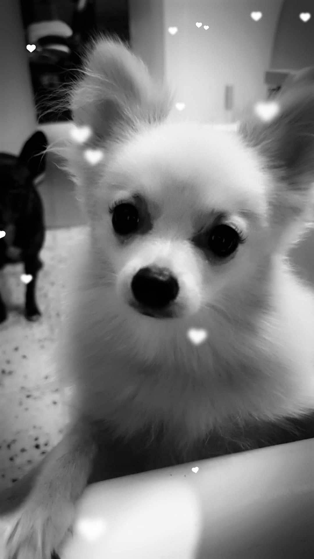 Belle participe au concours pour gagner de l'argent avec cette photo : carnivore, companion_dog, dog, dog_breed, ear, eye, fawn, fur, happy, head, iris, monochrome, monochrome_photography, samoyed, snout, style, toy_dog, volpino_italiano, whiskers, working_animal