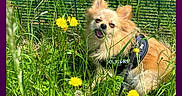 Belle a rejoint le concours — aidez-le/la à gagner de superbes lots ! dog, small_dog, fluffy, grass, dandelion, yellow_flower, greenery, outdoor, nature, pet, leash, harness, sunny, happy, cute, animal, canine, playful, garden, summer