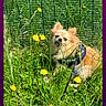dog, small_dog, fluffy, grass, dandelion, yellow_flower, greenery, outdoor, nature, pet, leash, harness, sunny, happy, cute, animal, canine, playful, garden, summer