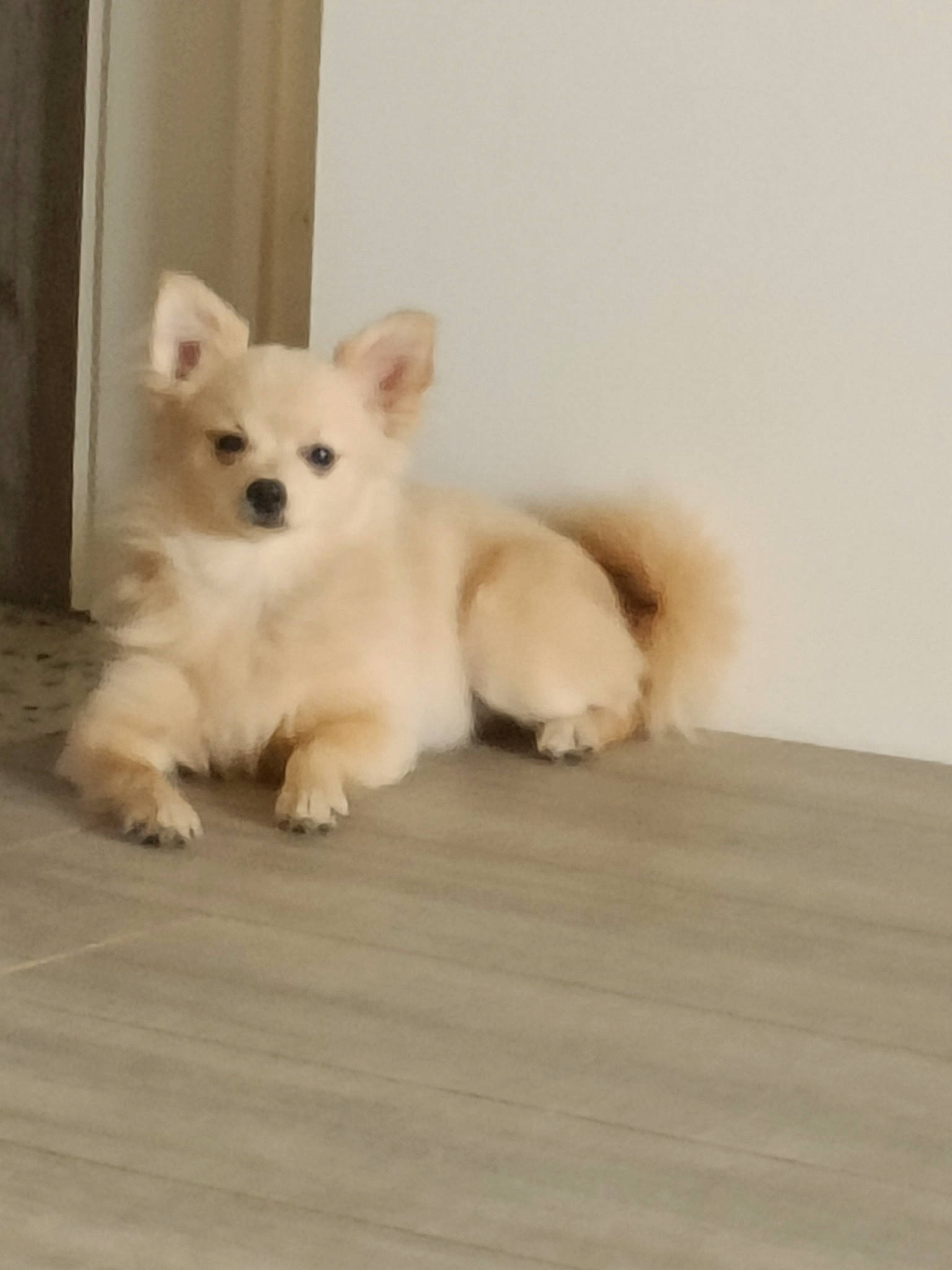 Belle participe au concours pour gagner de l'argent avec cette photo : canidae, carnivore, companion_dog, dog, dog_breed, fawn, flooring, fur, hardwood, paw, samoyed, snout, sporting_group, tail, terrestrial_animal, toy_dog, volpino_italiano, whiskers, wood, working_animal