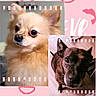 dog, pomeranian, brindle_dog, pet, portrait, close_up, cute, fluffy, brown, black, eyes, nose, ears, collage, filmstrip, pink_background, love_text, lips_pattern, indoor, animal