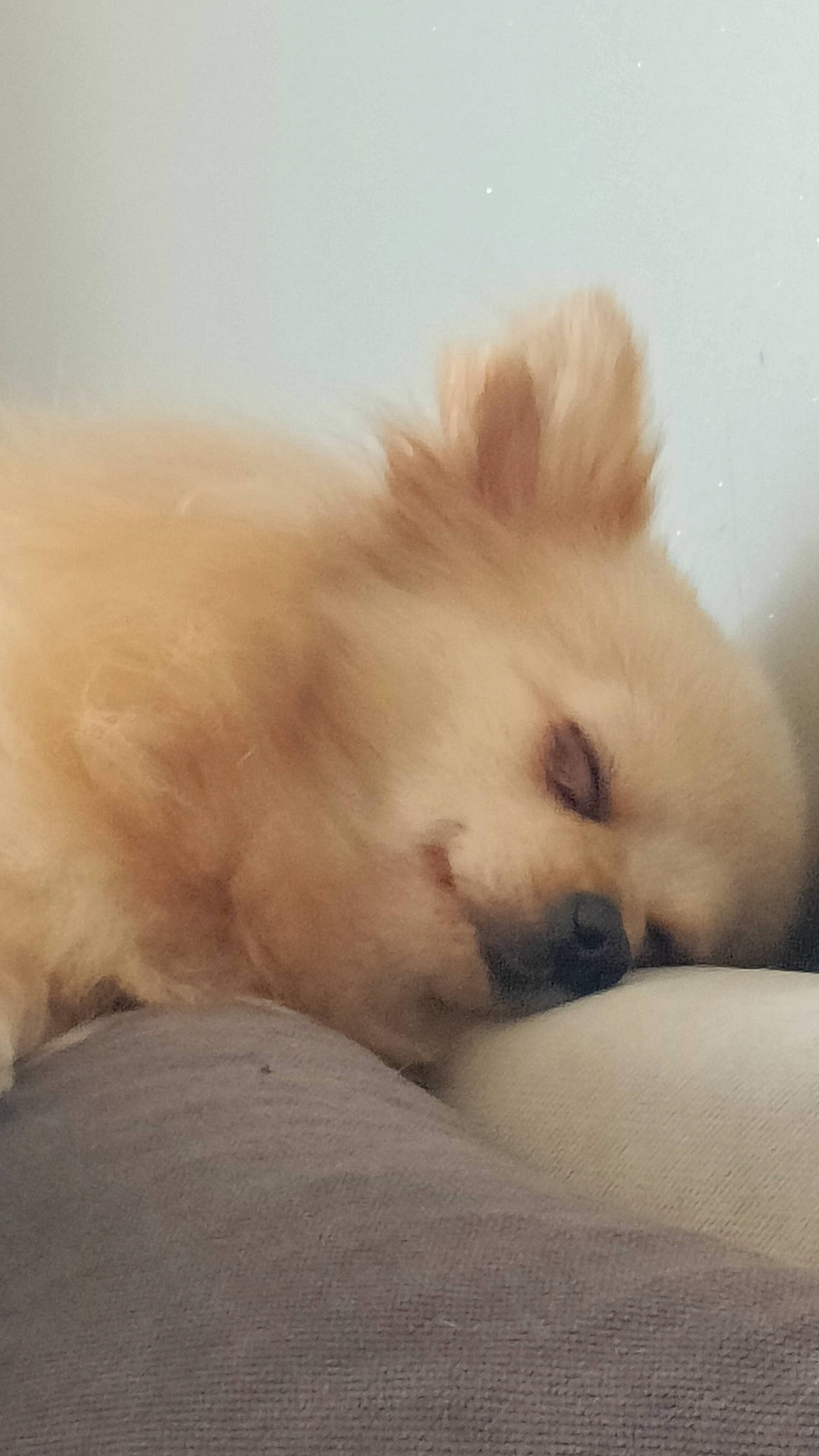 Belle participe au concours pour gagner de l'argent avec cette photo : american_eskimo_dog, canidae, carnivore, companion_dog, dog, dog_breed, fawn, fur, german_spitz, german_spitz_klein, german_spitz_mittel, non_sporting_group, paw, samoyed, snout, spitz, sporting_group, volpino_italiano, whiskers, working_animal