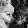 dog, canine, pets, black_and_white, portrait, close_up, affection, nose_touch, fur, ears, face, animal, companion, friendship, studio, love, cute, muzzle, two_dogs, peaceful