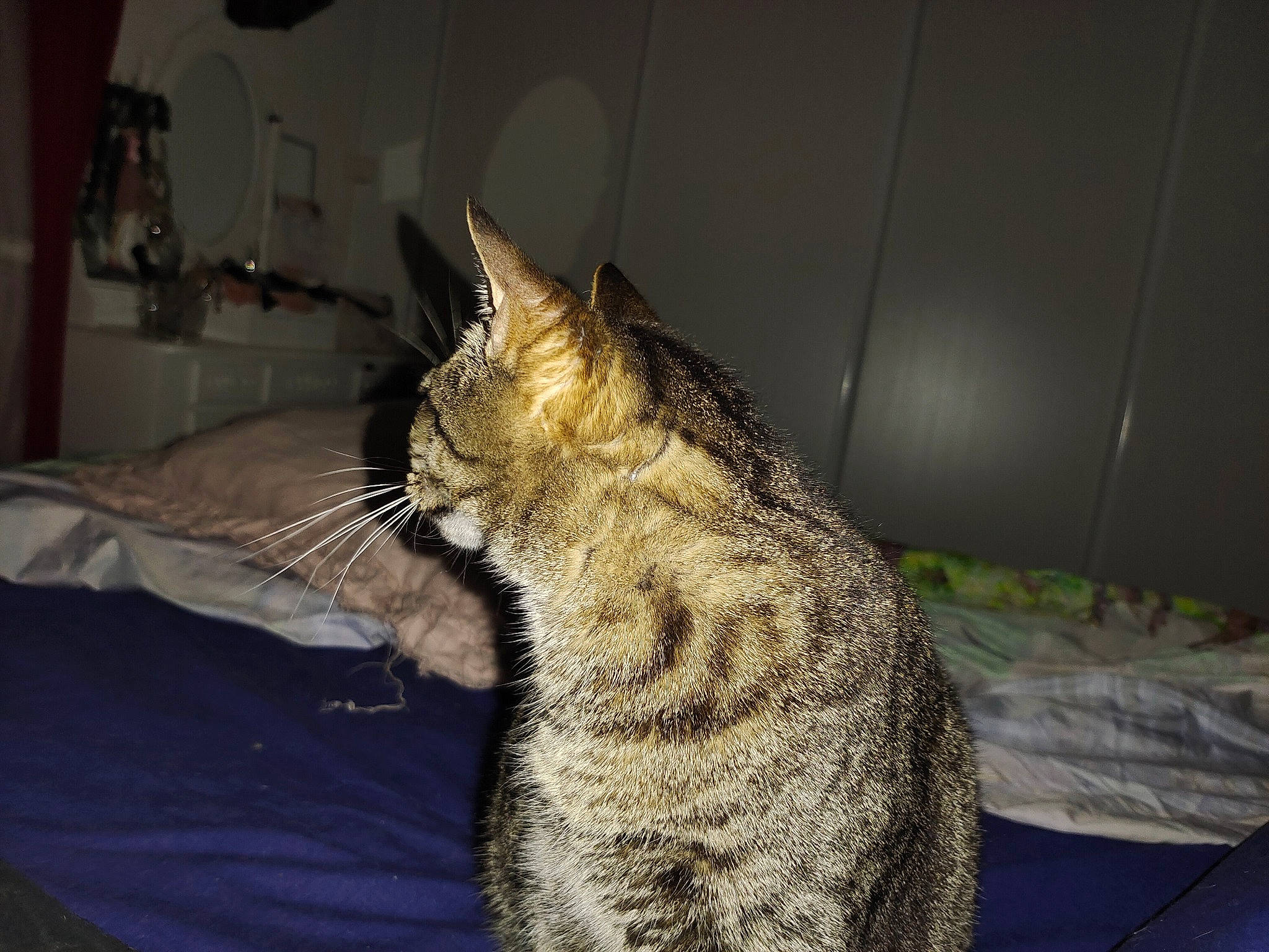 Poupette a rejoint le concours — aidez-le/la à gagner de superbes lots ! carnivore, cat, claw, comfort, domestic_short_haired_cat, fang, felidae, fur, houseplant, paw, small_to_medium_sized_cats, snout, terrestrial_animal, whiskers, window