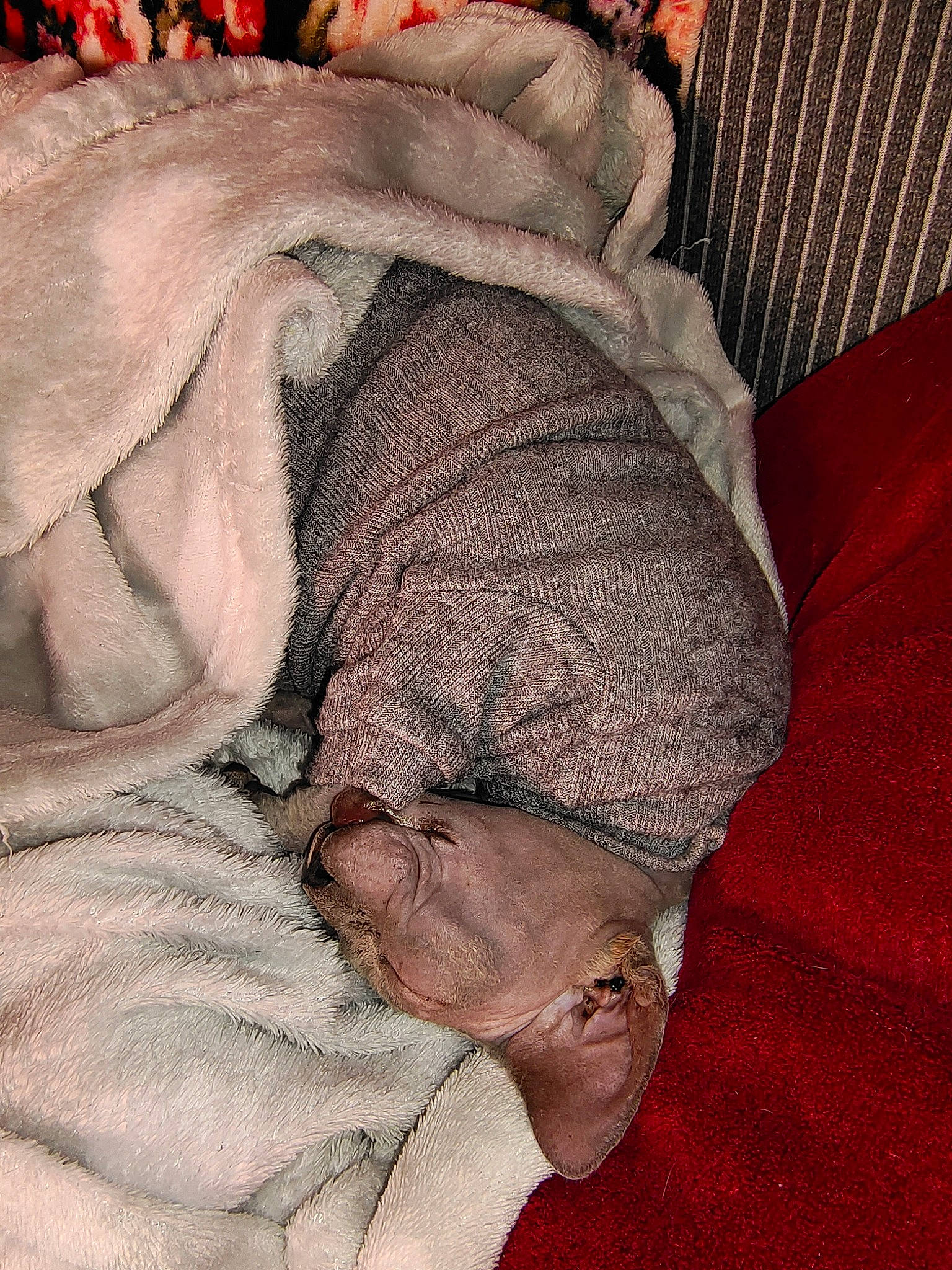 Owanna a rejoint le concours — aidez-le/la à gagner de superbes lots ! bedding, carnivore, child, comfort, companion_dog, dog, dog_breed, fawn, felidae, fur, gesture, grey, human_leg, linens, nap, snout, sporting_group, textile, wool, wrinkle