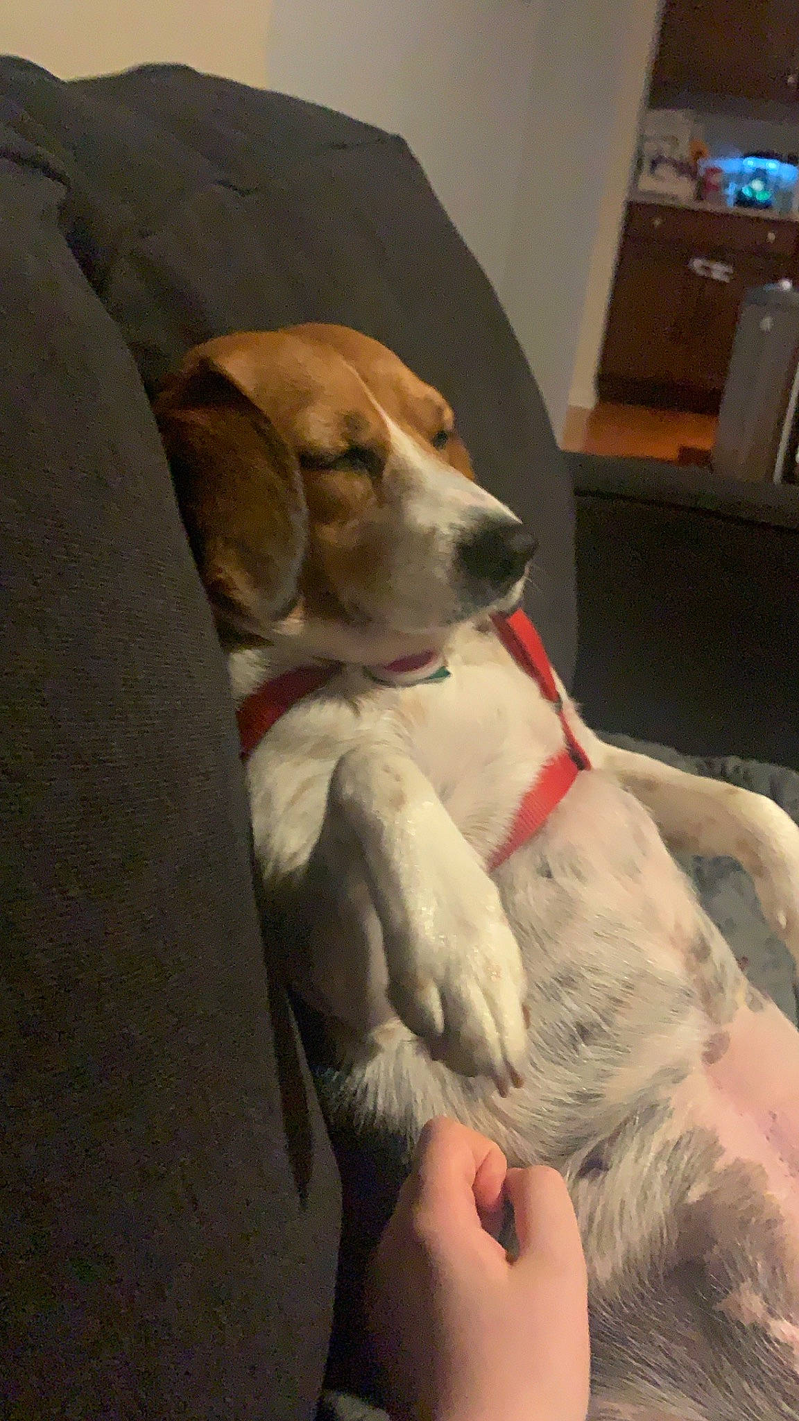 Betty is registered to the contest to win money with this photo: american_foxhound, beagle, beagle_harrier, canidae, carnivore, companion_dog, dog, dog_breed, drever, english_foxhound, estonian_hound, harrier, mammal, pocket_beagle, posavac_hound, russell_terrier, snout, sporting_group, treeing_walker_coonhound, vertebrate