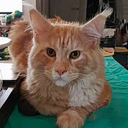 Ace a rejoint le concours — aidez-le/la à gagner de superbes lots ! cat, orange_tabby, fluffy, pet, animal, indoor, fur, whiskers, ears, paws, relaxed, curious, close_up, looking, domestic_cat, mammal, cute, feline, portrait, resting