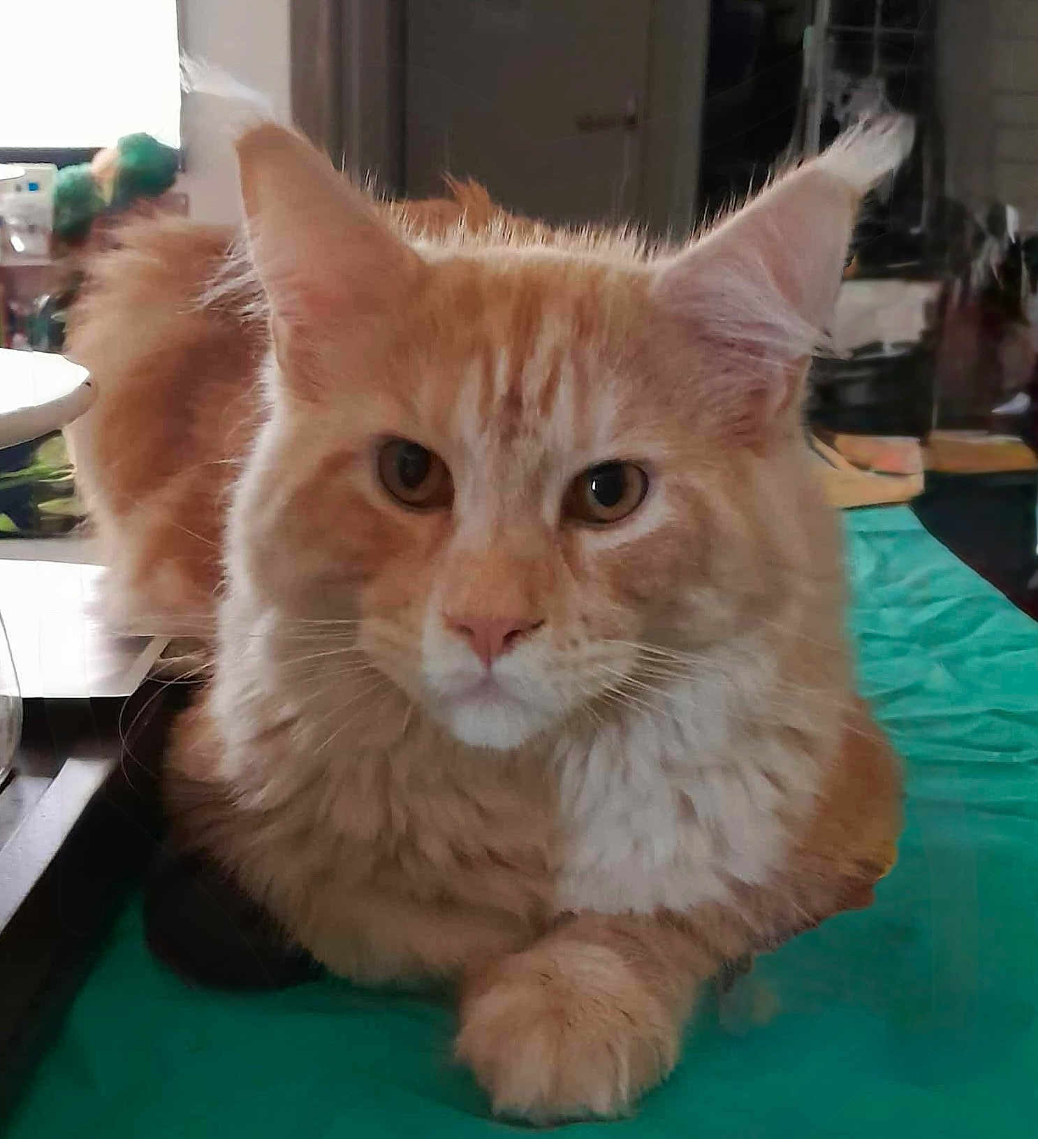 Ace a rejoint le concours — aidez-le/la à gagner de superbes lots ! cat, orange_tabby, fluffy, pet, animal, indoor, fur, whiskers, ears, paws, relaxed, curious, close_up, looking, domestic_cat, mammal, cute, feline, portrait, resting