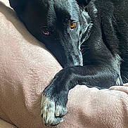 Oreo participe au concours pour gagner de l'argent avec cette photo : dog, black_dog, paw, pink_blanket, blanket, brown_eye, close_up, portrait, pet, sleepy, cozy, fur, resting, indoor, soft_texture, animal, companion, muzzle, ear, snout