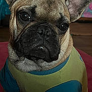 Max is registered to the contest to win money with this photo: animal, background, canine, close_up, cute, dog, domestic_animal, ears, face, french_bulldog, fur, furniture, house, indoors, looking, mammal, pet, portrait, shirt, sitting