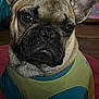 animal, background, canine, close_up, cute, dog, domestic_animal, ears, face, french_bulldog, fur, furniture, house, indoors, looking, mammal, pet, portrait, shirt, sitting