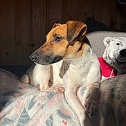 Tarzan a rejoint le concours — aidez-le/la à gagner de superbes lots ! animal, bear_pillow, blanket, companion, cozy, dog, ears, fur, home, indoor, paw, pet, pillow, relaxed, resting, side_view, snout, sunlight, warm_light, wooden_wall