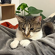 Koda a rejoint le concours — aidez-le/la à gagner de superbes lots ! cat, tabby_cat, white_paws, animal, pet, feline, bed, blanket, indoors, bedroom, houseplant, furniture, cozy, resting, lying_down, whiskers, ears, fur, portrait, relaxed