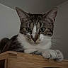 Koda a rejoint le concours — aidez-le/la à gagner de superbes lots ! cat, tabby_cat, white_paws, whiskers, ears, eyes, feline, pet, animal, portrait, close_up, sitting, resting, wooden_furniture, indoor, home, gray_fur, white_fur, alert, photography