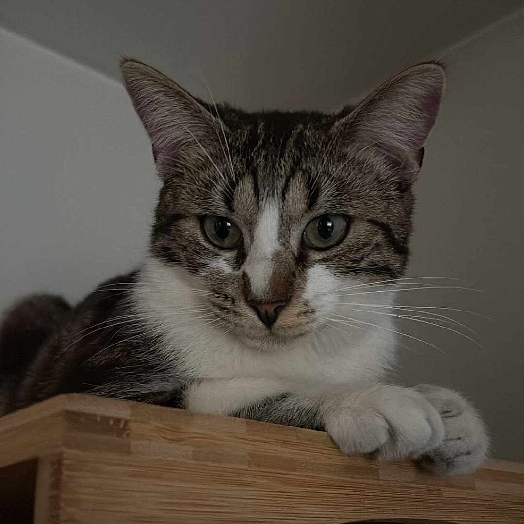 Koda