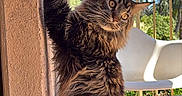 Aslan participe au concours pour gagner de l'argent avec cette photo : cat, long_hair, fluffy, brown, black, pet, animal, face, eyes, whiskers, ears, head_tilt, stretching, standing, balcony, outdoor, sunlight, blue_sky, trees, chair
