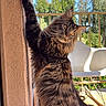 cat, long_hair, fluffy, brown, black, pet, animal, face, eyes, whiskers, ears, head_tilt, stretching, standing, balcony, outdoor, sunlight, blue_sky, trees, chair