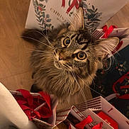 Aslan a rejoint le concours — aidez-le/la à gagner de superbes lots ! cat, fluffy_cat, long_hair, tabby, brown_fur, green_eyes, whiskers, animal, pet, portrait, close_up, looking_at_camera, curious, wide_eyes, gift_bags, shopping_bags, red_ribbon, christmas, holiday, indoors