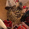 cat, fluffy_cat, long_hair, tabby, brown_fur, green_eyes, whiskers, animal, pet, portrait, close_up, looking_at_camera, curious, wide_eyes, gift_bags, shopping_bags, red_ribbon, christmas, holiday, indoors
