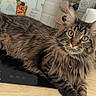 cat, tabby_cat, fluffy, longhaired, feline, golden_eyes, whiskers, ears, fur, striped, lying_down, indoor, kitchen, countertop, stovetop, paper_towel, jars, tiles, portrait, pet