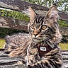 cat, kitten, long_hair, fluffy, tabby, maine_coon, pet, animal, whiskers, golden_eyes, pointed_ears, harness, collar, sitting, outdoor, garden, bench, wood, bokeh, portrait