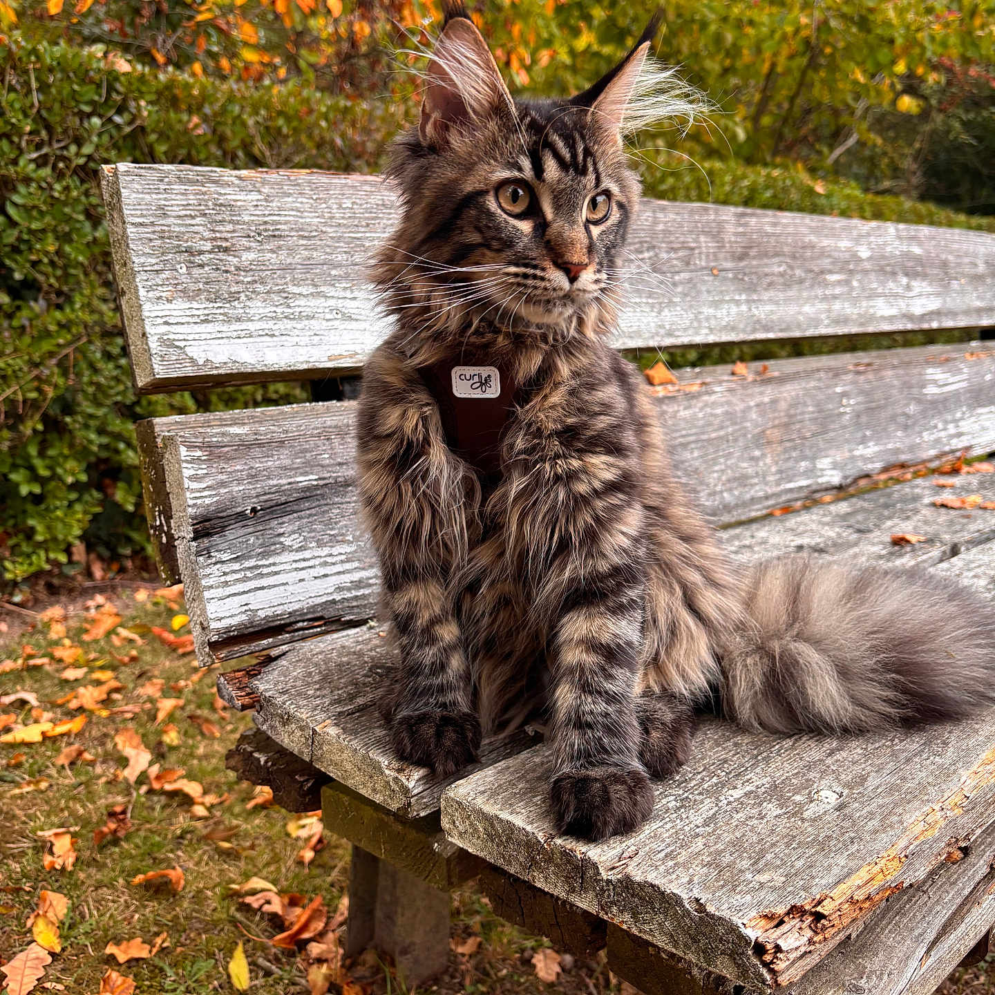 Aslan