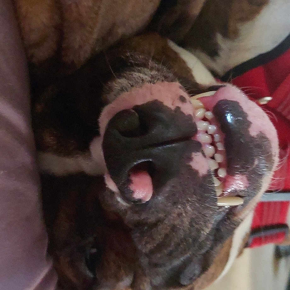Butch is registered to the contest to win money with this photo: audio_equipment, canidae, carnivore, collar, companion_dog, dog, dog_breed, ear, fang, fawn, fur, jaw, liver, paw, small_to_medium_sized_cats, snout, sporting_group, whiskers, working_animal, yawn