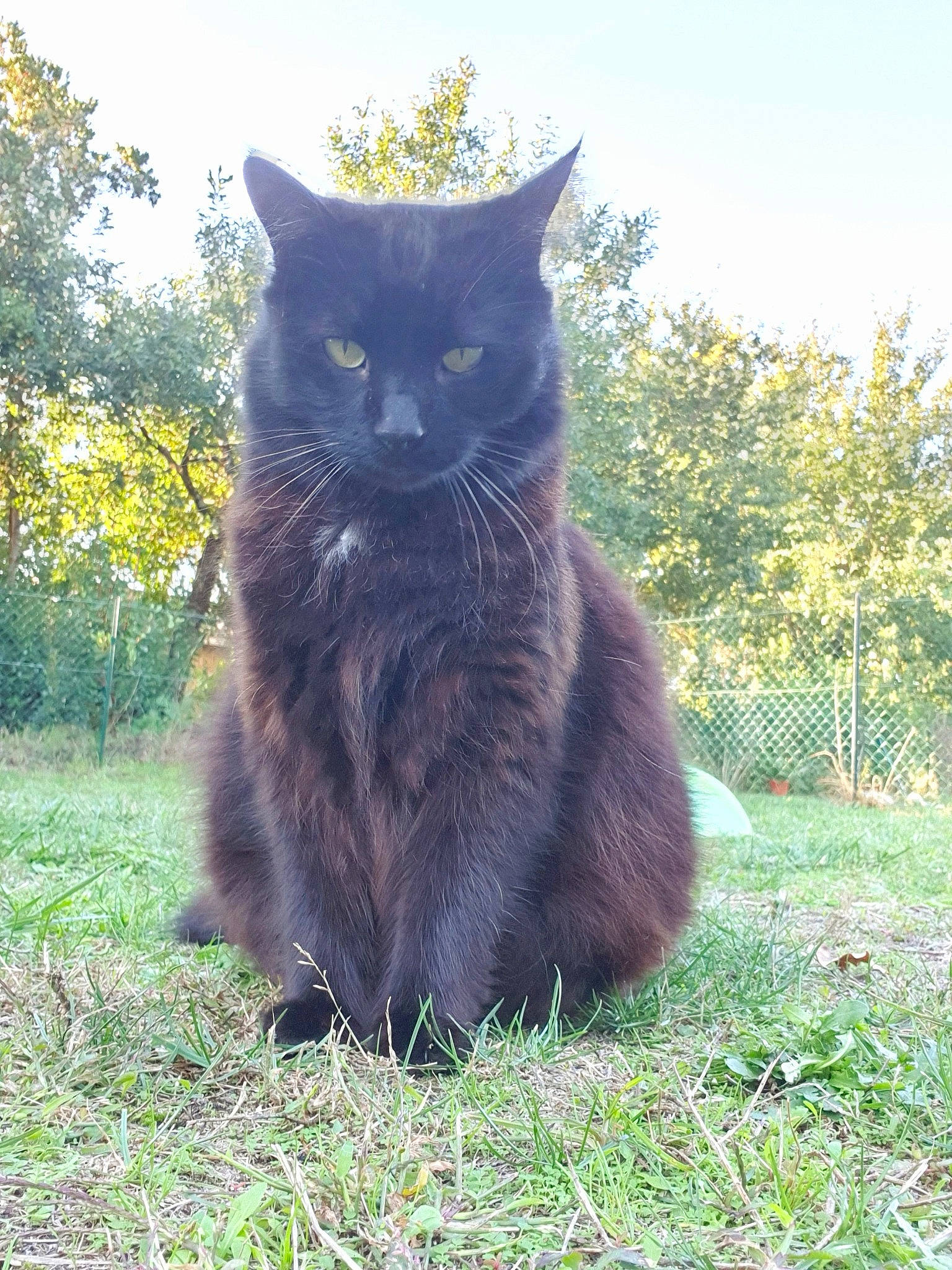 Pomme a rejoint le concours — aidez-le/la à gagner de superbes lots ! black_cat, bombay, british_longhair, carnivore, cat, domestic_short_haired_cat, electric_blue, felidae, fur, grass, groundcover, mammal, plant, sky, small_to_medium_sized_cats, snout, tail, terrestrial_animal, tree, whiskers