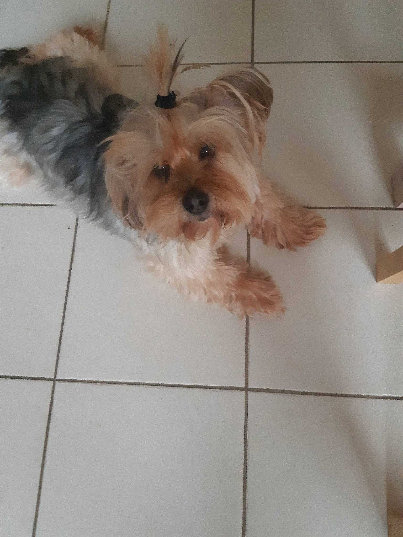 Oskar participe au concours pour gagner de l'argent avec cette photo : australian_silky_terrier, biewer_terrier, canidae, carnivore, chinese_imperial_dog, companion_dog, dog, dog_breed, maltepoo, mammal, morkie, puppy, schnoodle, small_terrier, snout, sporting_lucas_terrier, terrier, toy_dog, vertebrate, yorkshire_terrier