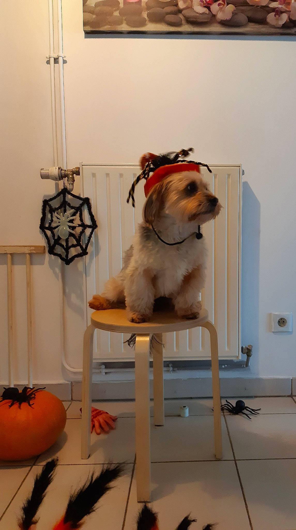 Oskar a rejoint le concours — aidez-le/la à gagner de superbes lots ! canidae, carnivore, companion_dog, dog, dog_breed, fawn, morkie, non_sporting_group, shih_tzu, sporting_group, table, toy_dog