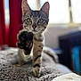 cat, kitten, tabby, paw, fur, whiskers, eyes, blanket, indoor, window, curious, pet, animal, soft_light, closeup, focus, furniture, cozy, home, blurred_background