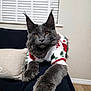 cat, gray_cat, feline, long_fur, tufted_ears, golden_eyes, festive_sweater, holiday_clothing, couch, indoor, pet, mammal, paw, relaxed, looking_at_camera, domestic_animal, cozy, fur, whiskers, window_blinds