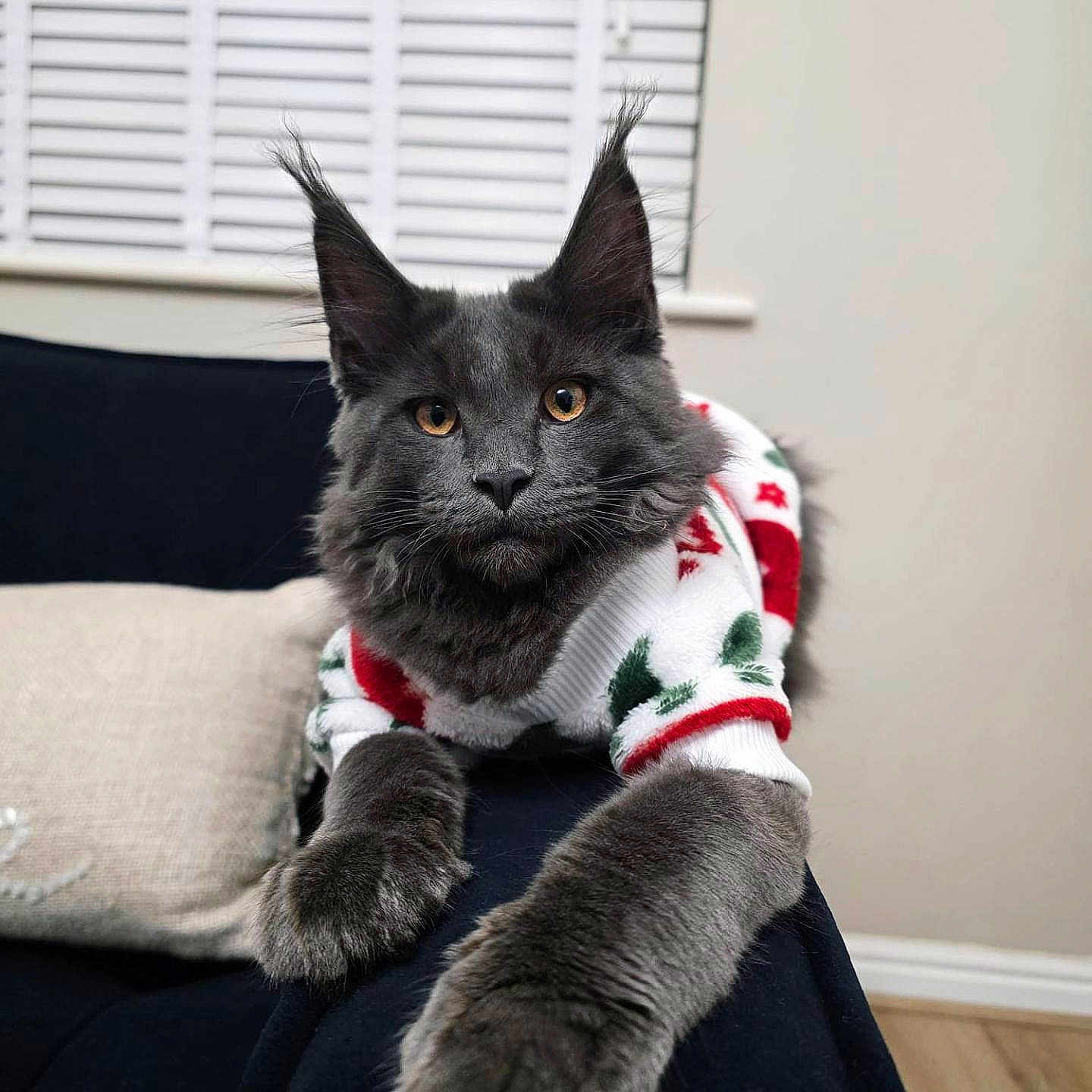 Caspian is registered to the contest to win money with this photo: cat, couch, cozy, domestic_animal, feline, festive_sweater, fur, golden_eyes, gray_cat, holiday_clothing, indoor, long_fur, looking_at_camera, mammal, paw, pet, relaxed, tufted_ears, whiskers, window_blinds