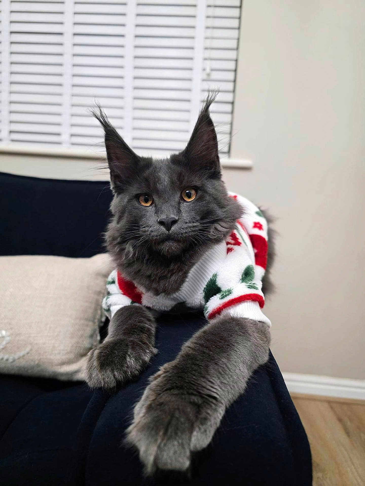 Caspian is registered to the contest to win money with this photo: cat, gray_cat, feline, long_fur, tufted_ears, golden_eyes, festive_sweater, holiday_clothing, couch, indoor, pet, mammal, paw, relaxed, looking_at_camera, domestic_animal, cozy, fur, whiskers, window_blinds