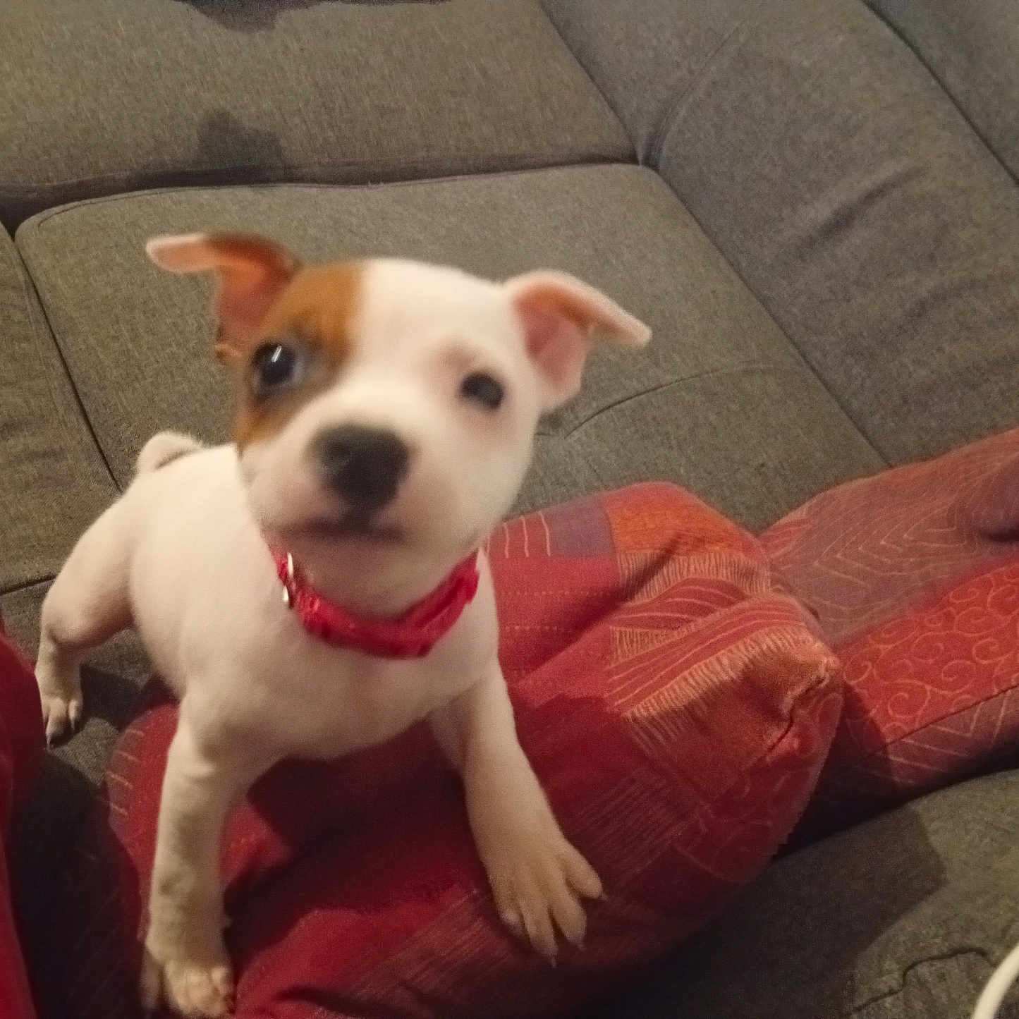 Anouchka participe au concours pour gagner de l'argent avec cette photo : animal, couch, cozy, curious, cushion, cute, dog, domestic, fabric, fur, gray, home, indoor, living_room, person, pet, puppy, red_collar, red_pants, small_dog