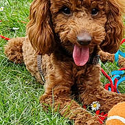 Vicky a rejoint le concours — aidez-le/la à gagner de superbes lots ! dog, poodle, puppy, grass, tongue_out, playful, leash, tennis_ball, flower, daisy, outdoor, cute, pet, animal, fur, closeup, happy, nature, summer, young