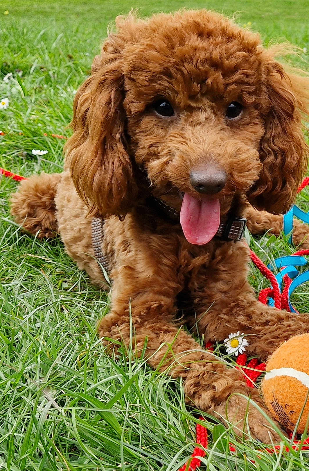 Vicky a rejoint le concours — aidez-le/la à gagner de superbes lots ! dog, poodle, puppy, grass, tongue_out, playful, leash, tennis_ball, flower, daisy, outdoor, cute, pet, animal, fur, closeup, happy, nature, summer, young