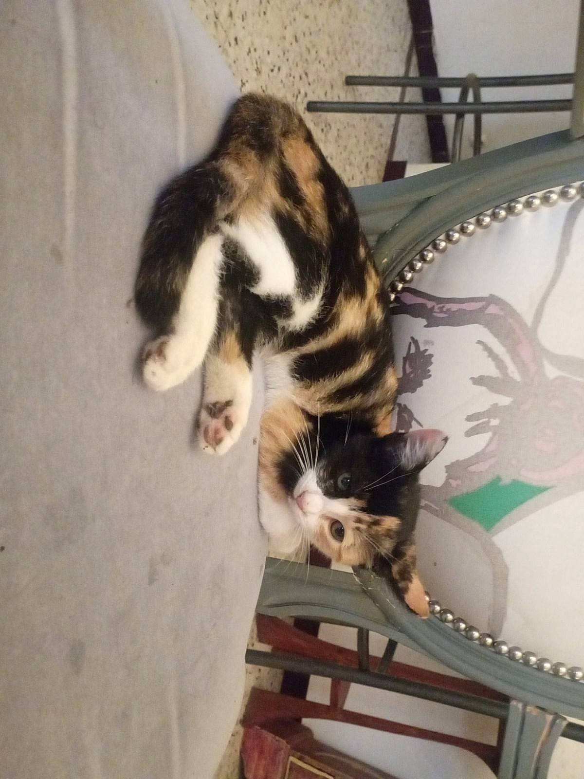 Priska participe au concours pour gagner de l'argent avec cette photo : carnivore, cat, claw, comfort, domestic_short_haired_cat, felidae, flooring, fur, metal, paw, room, small_to_medium_sized_cats, tail, terrestrial_animal, whiskers, wood