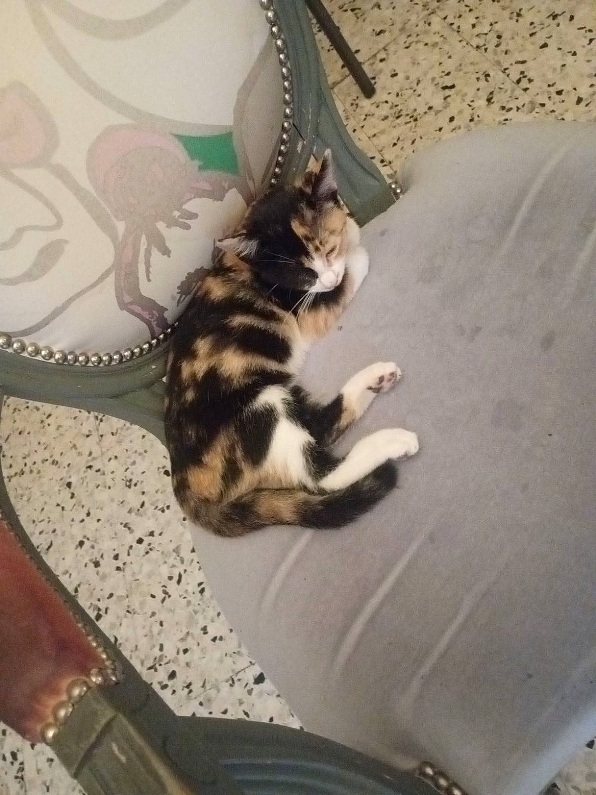 Priska participe au concours pour gagner de l'argent avec cette photo : carnivore, cat, comfort, domestic_short_haired_cat, felidae, foot, fur, human_leg, leg, linens, metal, paw, plant, room, small_to_medium_sized_cats, tail, thigh, tree, whiskers, wood