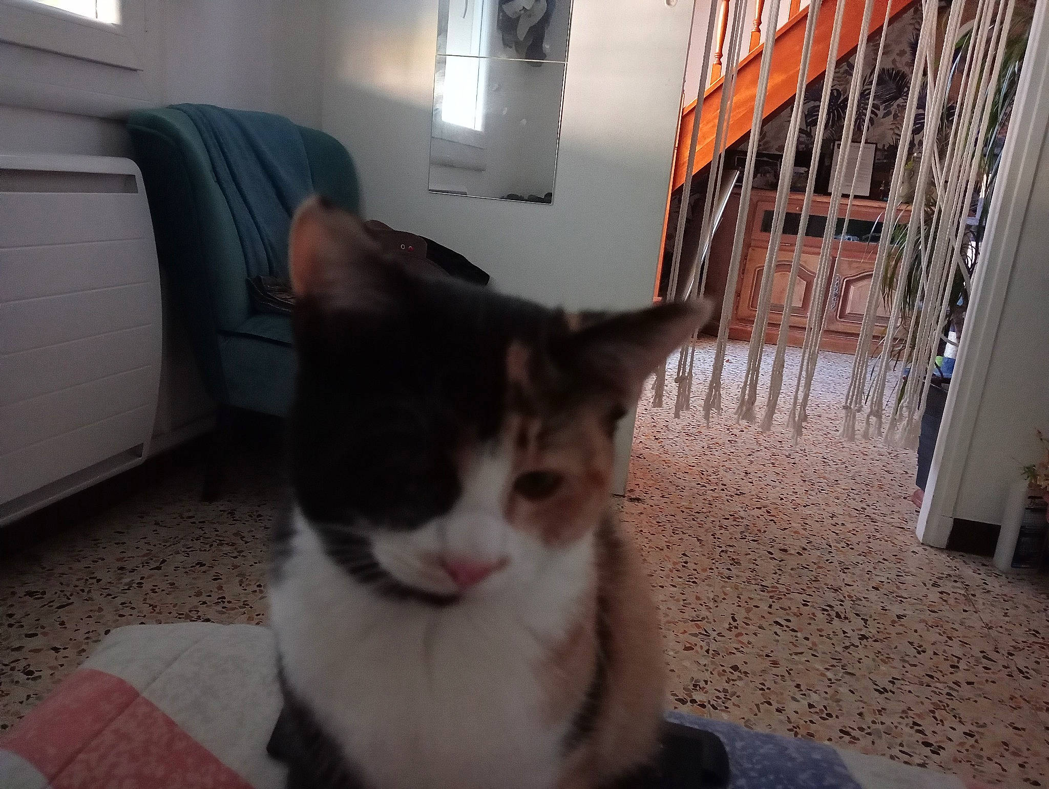 Priska a rejoint le concours — aidez-le/la à gagner de superbes lots ! animal_shelter, box, carnivore, cat, comfort, couch, domestic_short_haired_cat, felidae, flooring, fur, hardwood, paw, pet_supply, room, small_to_medium_sized_cats, tail, whiskers, window, wood