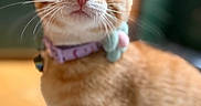 Hemi joined the competition — help win amazing prizes! cat, orange_tabby, whiskers, collar, flower_accessory, pet, indoor, close_up, curious, feline, animal, portrait, soft_focus, domestic_cat, cute, fur, ears, eyes, nose, background_blur